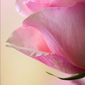 Meet your Posher, Annie